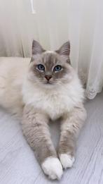 Ragdoll dekkater ( Balou )