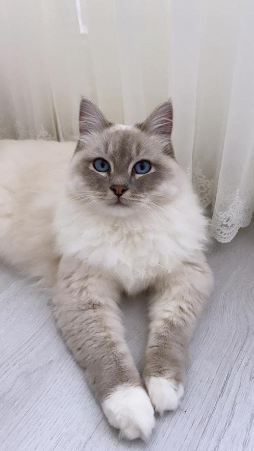 Ragdoll dekkater ( Balou ), Dieren en Toebehoren, Katten en Kittens | Dekkaters