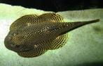 Sewellia sp. Spotted - Raamplakker - Koidream Valburg, Dieren en Toebehoren, Vissen | Aquariumvissen, Vis, Zoetwatervis