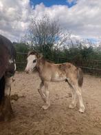 Tinker / Irish Cob veulens en jaarlingen, Dieren en Toebehoren, Pony's, Meerdere dieren, Recreatiepony, Gechipt, 0 tot 2 jaar