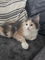 Maincoon kittens mogen het nest verlaten, Dieren en Toebehoren, Katten en Kittens | Raskatten | Langhaar, Meerdere dieren, Ontwormd