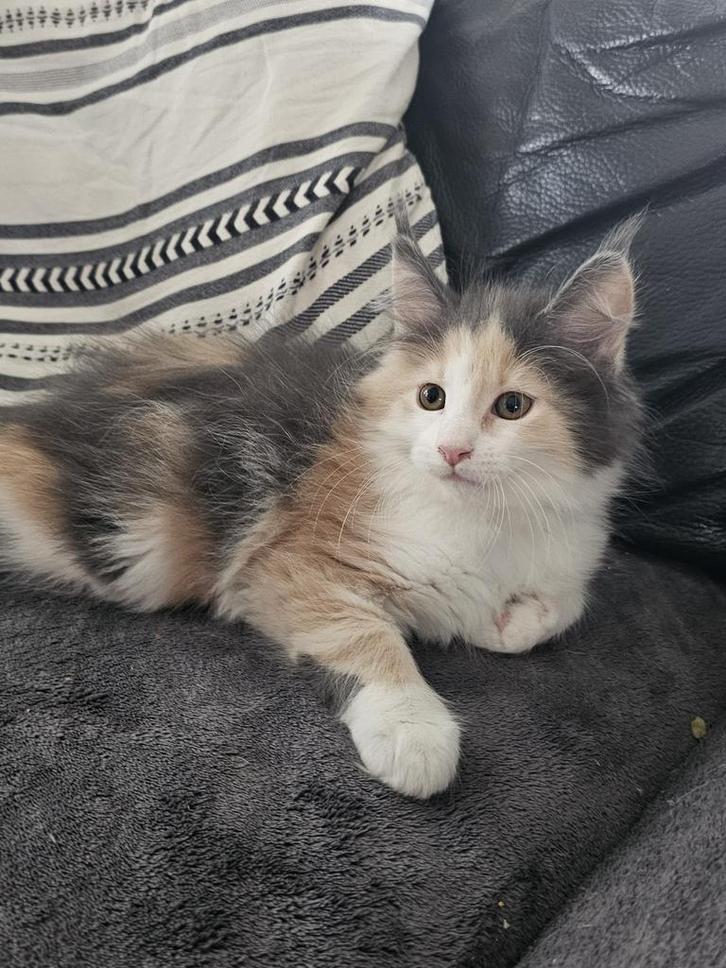 Maincoon kittens mogen het nest verlaten, Dieren en Toebehoren, Katten en Kittens | Raskatten | Langhaar, Meerdere dieren, 0 tot 2 jaar