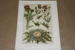 Antieke botanische kleurenlitho - Diverse soorten distels !!, Ophalen of Verzenden