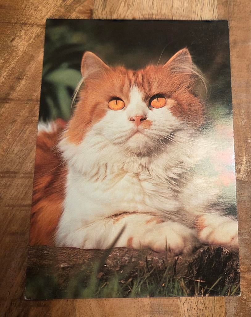 Mooie rood met witte kat, Verzenden, Ongelopen, Hond of Kat