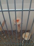 Rood mozaik kanaries gezocht, Dieren en Toebehoren, Meerdere dieren, Kleurkanarie