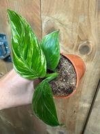 Strelitzia nicolai variegata plant albo white wit mint, Huis en Inrichting, Kamerplanten, Ophalen of Verzenden, Halfschaduw, Minder dan 100 cm