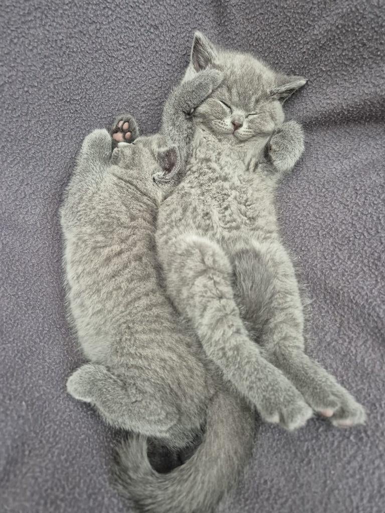 Raszuivere britse korthaar kittens, Meerdere dieren, Ontwormd, 0 tot 2 jaar