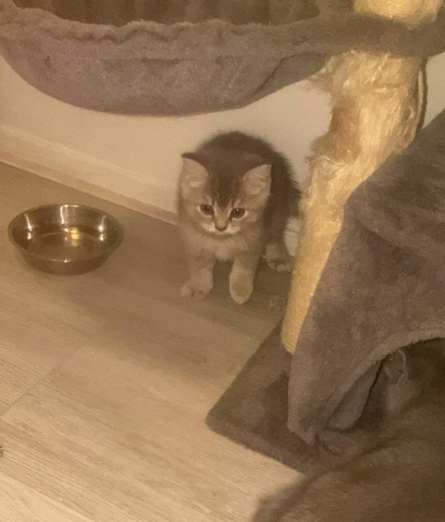 Britse korthaar kittens, Meerdere dieren, Ontwormd