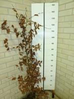Beukenhaag / Fagus sylvatica (bladhoudend), Ophalen, Beukenhaag, Haag, 100 tot 250 cm
