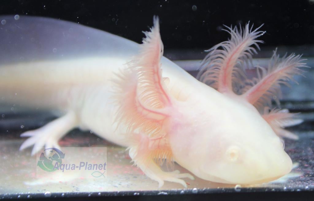 Axolotl - White Albino "Baby", Overige typen, Zoetwatervis