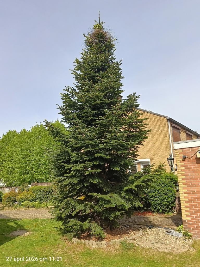 Zilverspar / Kerstboom - Ideaal voor Tuin, Tuin en Terras, Planten | Bomen, Ophalen, Bloeit niet, Volle zon, Overige soorten