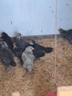 Australorp kuikens te koop, Dieren en Toebehoren, Pluimvee, Meerdere dieren, Kip