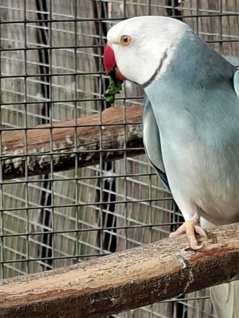 Koppel halsbandparkieten, Dieren en Toebehoren, Vogels | Parkieten en Papegaaien, Meerdere dieren, Parkiet