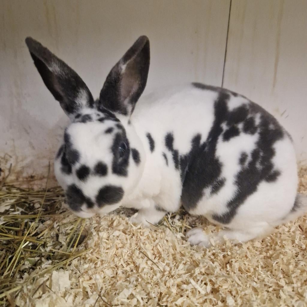 Dwerg rex blauw dalmatier, Dieren en Toebehoren, Mannelijk, Dwerg