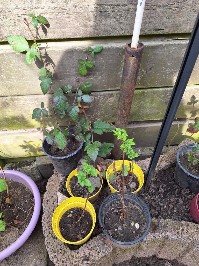 Bramen en framboosen plantjes, Ophalen, Eenjarig, Overige soorten, Volle zon