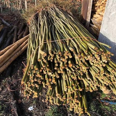 Gezocht: Wilgentakken voor een hut, Ophalen, Volle zon, Overige soorten