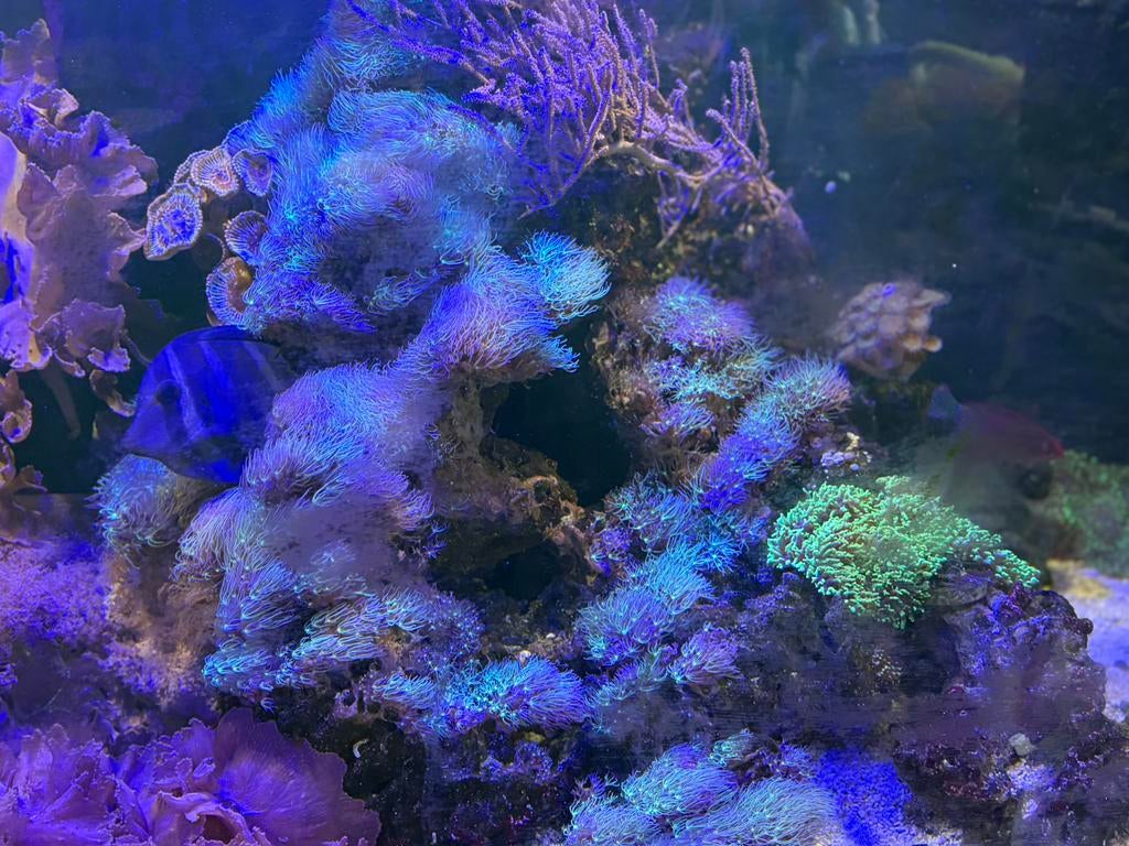 Overname levende haven met zoutwatervissen, Vis, Zoutwatervis