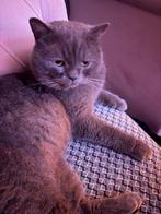 Kittens mogen hun nestje verlaten vanaf 30-03-2026, Dieren en Toebehoren, Meerdere dieren, 0 tot 2 jaar