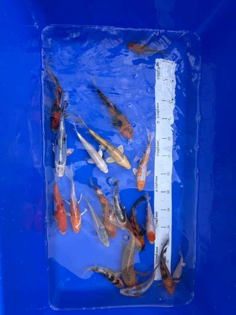 koi karper 19x, Karper of Koi