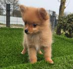 TE KOOP DWERGKEES PUP (pomeriaan), Parvo, Nederland, Keeshond, Reu