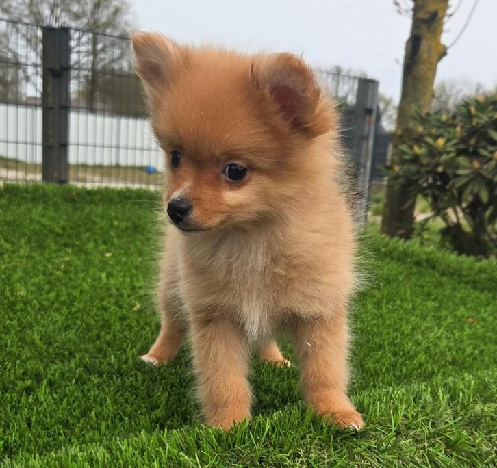TE KOOP DWERGKEES PUP (pomeriaan), Dieren en Toebehoren, Honden | Poolhonden, Keeshonden en Oertypen, Reu, Keeshond, Fokker | Professioneel