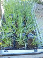 bieslook plantjes, Tuin en Terras, Planten | Tuinplanten, Ophalen of Verzenden, Vaste plant, Kruiden, Halfschaduw