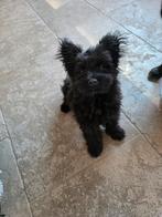 🐾 Lief, vrolijk reutje zoekt zijn forever home 🐾❤️, 15 weken tot 1 jaar, Reu, Eén hond, Klein