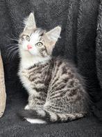 Lieve sociale kittens, Meerdere dieren, Kortharig, 0 tot 2 jaar