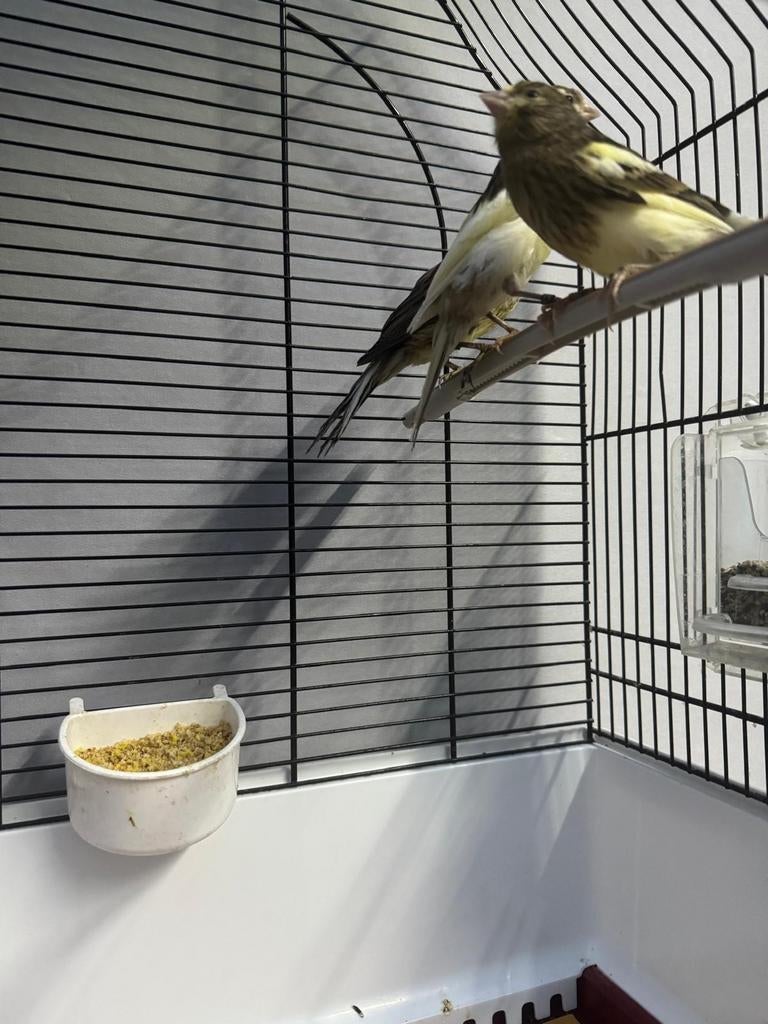 4 kanaries, Dieren en Toebehoren, Meerdere dieren, Kleurkanarie