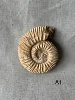 Stenen fossielen ammoniet 6cm diameter, Verzamelen, Mineralen en Fossielen, Ophalen, Fossiel