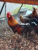 Onagadori haan te koop, Mannelijk, Kip