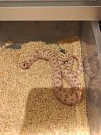 Heterodon Nasicus, verschillende morphs!, Dieren en Toebehoren, Reptielen en Amfibieën, Slang, 0 tot 2 jaar