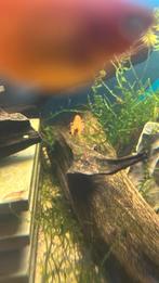 CPO Dwergkreefjes, Vis