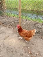 2 Leghennen, Vrouwelijk, Kip