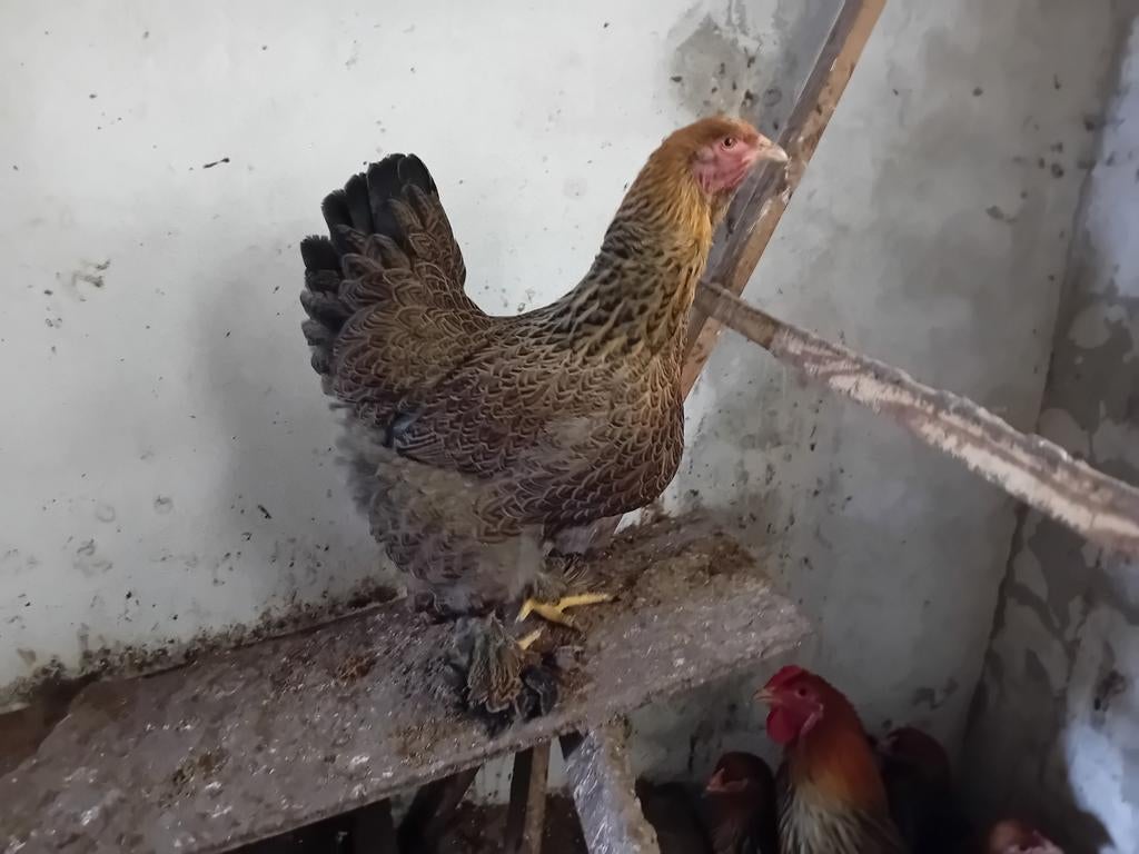 Brahma broedeieren, Dieren en Toebehoren, Pluimvee, Geslacht onbekend, Kip