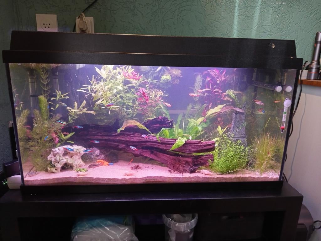 Leuk compleet aquarium, Dieren en Toebehoren, Vissen | Aquaria en Toebehoren, Ophalen, Zo goed als nieuw, Gevuld zoetwateraquarium
