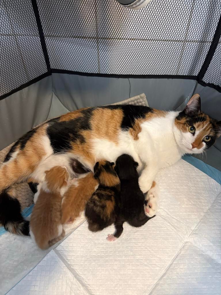 Kittens, Dieren en Toebehoren, Katten en Kittens | Overige Katten, Meerdere dieren, Kortharig, 0 tot 2 jaar