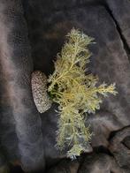 Verschillende aquarium decoratie , ook per stuk te koop, Dieren en Toebehoren, Vissen | Aquaria en Toebehoren, Ophalen, Leeg aquarium