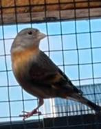 Baastard vogels Poppen 2024/2025 Voliere Vogels, Dieren en Toebehoren, Meerdere dieren, Wildzangvogel, Geringd