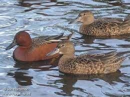 Kaneeltalling | Siereenden | Passend advies, Dieren en Toebehoren, Meerdere dieren, Eend