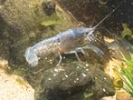 Jonge floridakreeftjes 4a5 cm, Kreeft, Krab of Garnaal