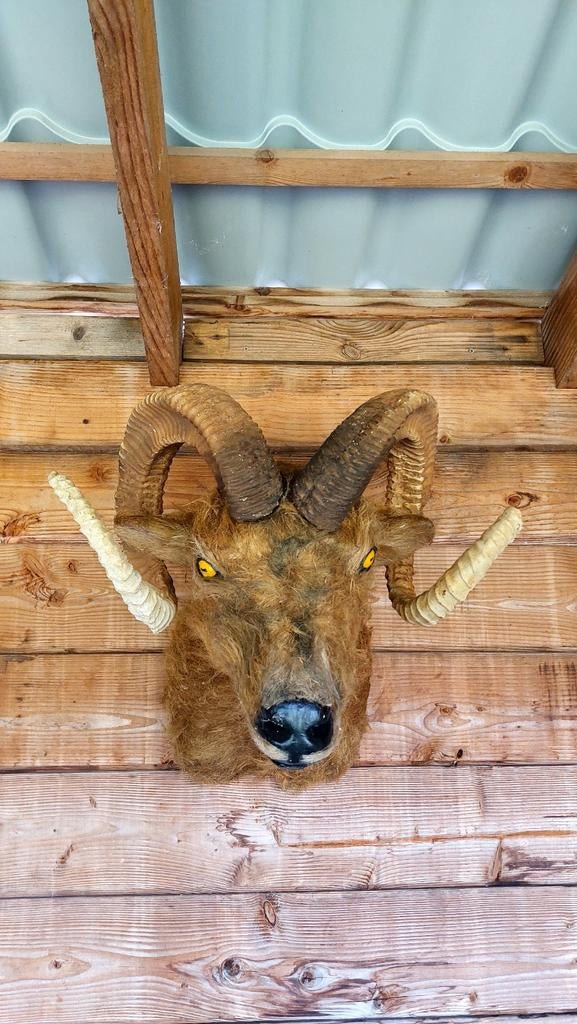 Decoratief Moeflon Hoofd van Kunststof - Wanddecoratie, Gebruikt, Kunststof, Ophalen of Verzenden, Landelijk