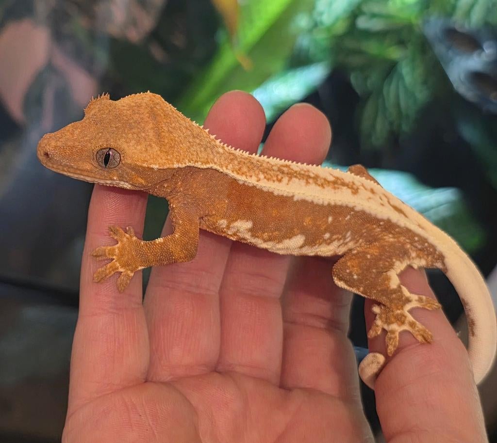 Red based Lilly white drippy empty back spotless! Crested Gecko - male for sale from MiSa