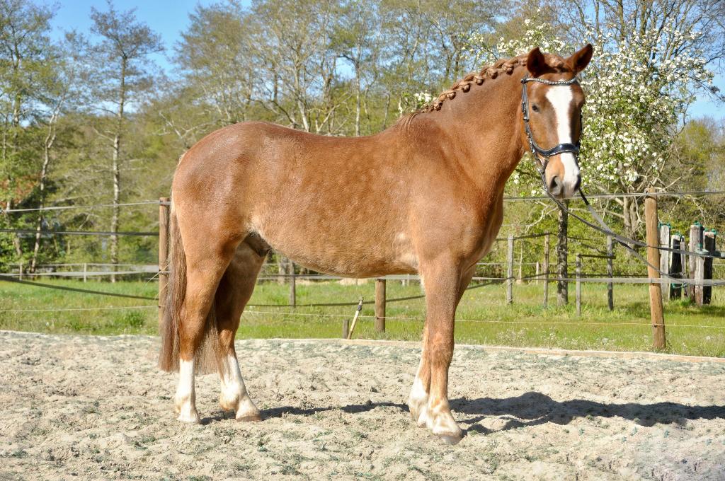 Nuchtere allround 4 jarige ruin, Ruin, Recreatiepaard, Gechipt, 3 tot 6 jaar