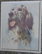 Giordano Engelse Setter, Ophalen of Verzenden