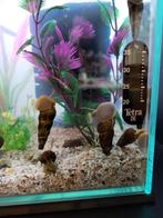 Rabbit Snail (Sulawesi slak of Tylomelania), Ophalen