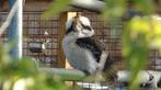 Kookaburra | Deskundig advies I Australische ijsvogel, Meerdere dieren, Overige soorten