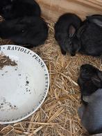 Konijnen te koop, Meerdere dieren