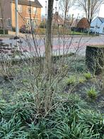 Mooie al grotere paarse seringen struik, Overige soorten, 100 tot 250 cm, Zomer, Ophalen