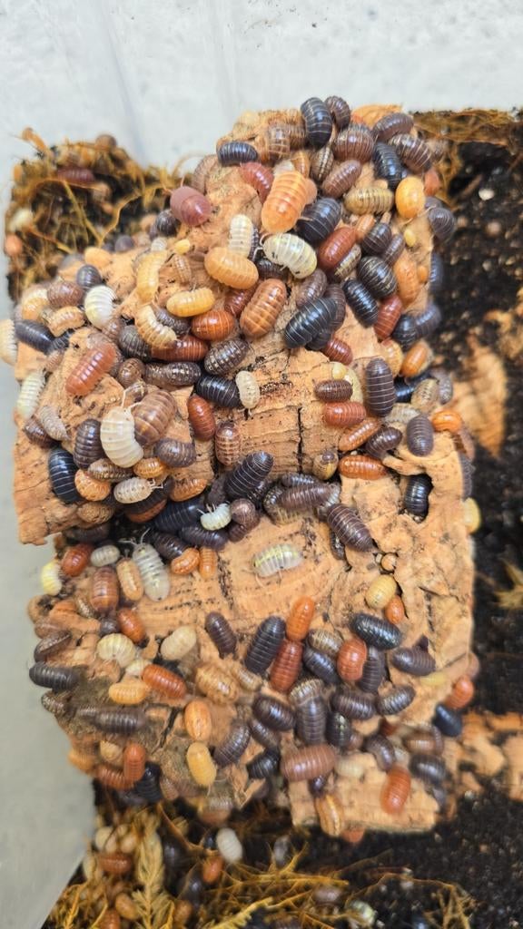 Armadillidium st lucia, Overige soorten